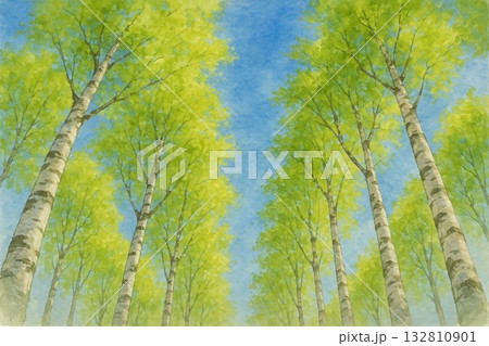 白樺林　白樺並木　見上げる　青空　水彩画 132810901