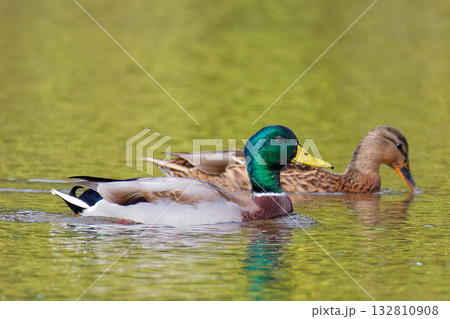 泳ぐマガモの雄と雌 132810908