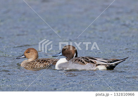 泳ぐオナガガモの雄と雌 132810966