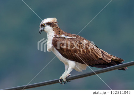電線から獲物を探すミサゴ 132811043