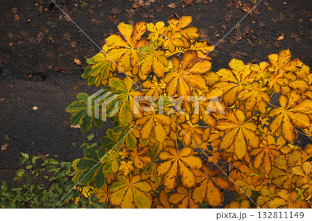 top view of a chestnut tree with autumn leaves. a beautiful yellowed tree in the garden. top view of a chestnut tree with autumn leaves. a beautiful yellowed tree in the garden. 132811149