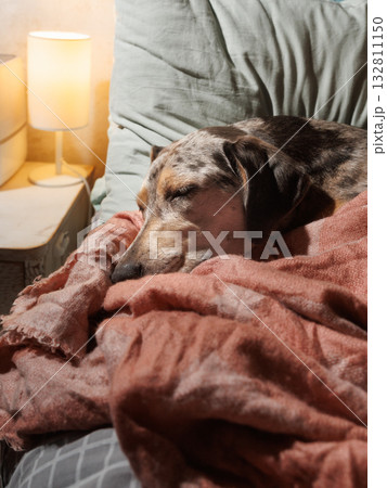 spotted dog sleeps on a bed under a blanket. a pet is like a person resting after a walk. 132811150