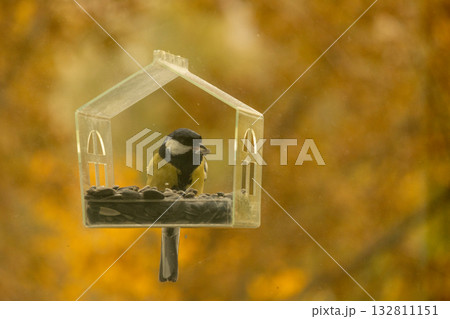 titmouse bird flies and eats food or seeds in a bird feeder. 132811151