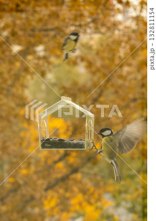 titmouse bird flies and eats food or seeds in a bird feeder. titmouse bird flies and eats food or seeds in a bird feeder. 132811154