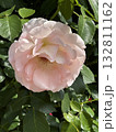 ピンクの薔薇 132811162