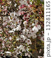 桜 132811165