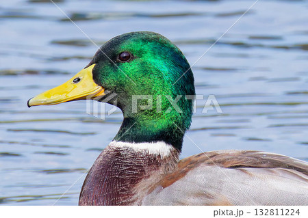 マガモ雄の顔アップ マガモ雄の顔アップ 132811224