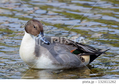 振り向くオナガガモの雄 132811262