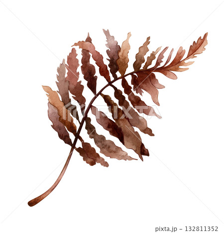Fern Branch. Dark red brown autumn plant. Watercolor hand drawn floral illustration isolated on white background for fall wedding design home textile print card cosmetic package porcelain crockery 132811352