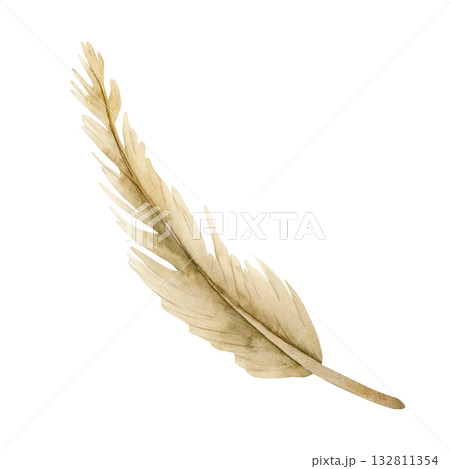 Dry Pampas Grass. Neutral Beige autumn winter herb plant. Watercolor hand drawn floral illustration isolated on white background for fall wedding design print card cosmetic package porcelain crockery Dry Pampas Grass. Neutral Beige autumn winter herb plant. Watercolor hand drawn floral illustration isolated on white background for fall wedding design print card cosmetic package porcelain crockery 132811354