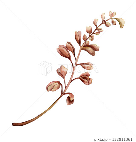 Dark red branch with buds. Herb grass plant for bouquet. Watercolor hand drawn floral illustration isolated on white background for fall wedding design print card cosmetic package porcelain crockery 132811361