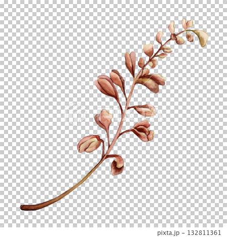 Dark red branch with buds. Herb grass plant for bouquet. Watercolor hand drawn floral illustration isolated on white background for fall wedding design print card cosmetic package porcelain crockery 132811361