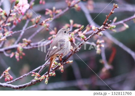 もうすぐ咲きそうな桜のつぼみとジョウビタキ もうすぐ咲きそうな桜のつぼみとジョウビタキ 132811760