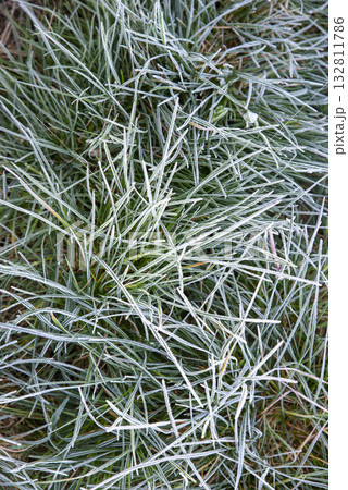 Frosty Grass Blades in the Morning Light 132811786