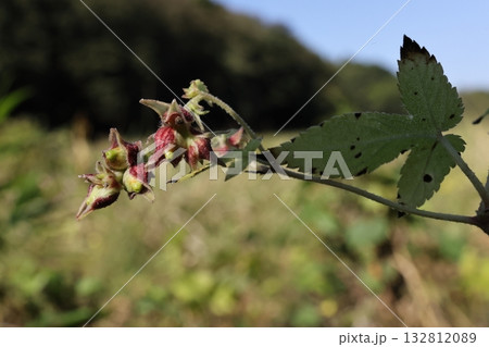 自然　植物　カナムグラ、十一月初旬。膨らんできた緑色の若い果実が苞から顔をのぞかせています 132812089