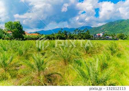 Fields and plantations. 132812113