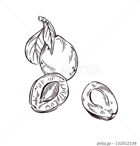 Plum and prunes with leaves, hand-drawn in ink and translated into vector. Vector Illustration For Printing On Food Packaging Kitchen Textile For Printing Coloring Pages. Vector illustration Plum and prunes with leaves, hand-drawn in ink and translated into vector. Vector Illustration For Printing On Food Packaging Kitchen Textile For Printing Coloring Pages. Vector illustration 132812136