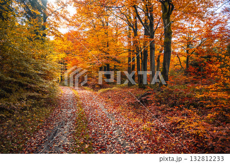 A winding road through a colorful autumn forest displays vibrant orange and yellow leaves. Sunlight filters through the trees, creating a warm and inviting atmosphere as the season changes. A winding road through a colorful autumn forest displays vibrant orange and yellow leaves. Sunlight filters through the trees, creating a warm and inviting atmosphere as the season changes. 132812233