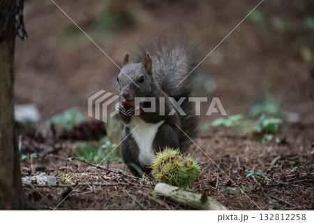 山栗を食べるエゾリス 132812258