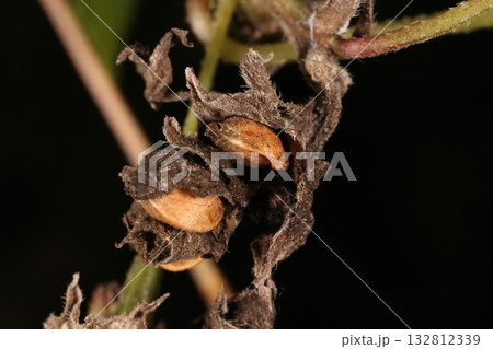 自然　植物　カナムグラ、枯れた苞に包まれた果実。黄褐色で四～五ミリのやや扁平な球形 132812339