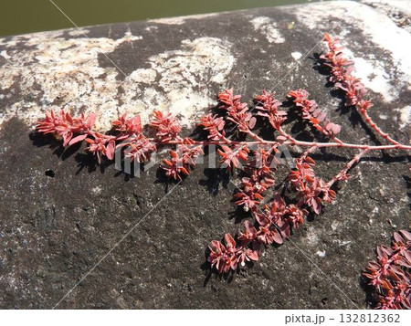 秋に紅葉した「コニシキソウ(小錦草)」 秋に紅葉した「コニシキソウ(小錦草)」 132812362