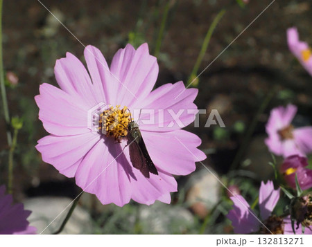 秋の日差しを浴びながらピンクのコスモスの花の蜜を吸うオオチャバネセセリ（秋桜と大茶羽挵） 132813271