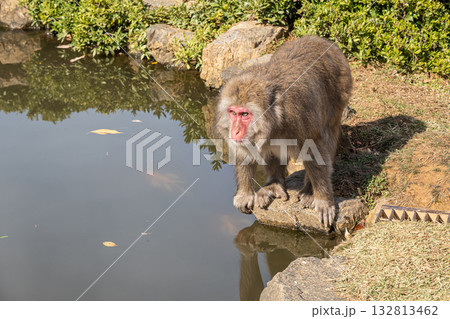 池のそばのニホンザル　嵐山モンキーパークいわたやま 132813462