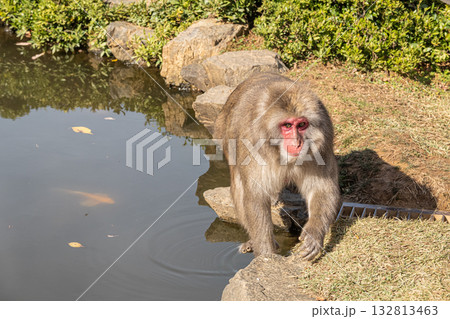 池のそばのニホンザル 嵐山モンキーパークいわたやま 池のそばのニホンザル 嵐山モンキーパークいわたやま 132813463