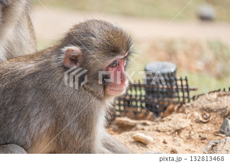 ニホンザル 嵐山モンキーパークいわたやま ニホンザル 嵐山モンキーパークいわたやま 132813468