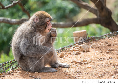 ニホンザル　嵐山モンキーパークいわたやま 132813473