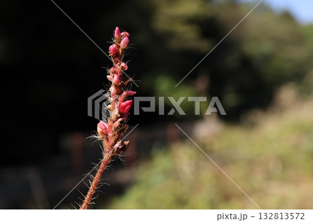 自然　植物　ニオイタデ、総状花序で蕾があるのに実ができています① 132813572