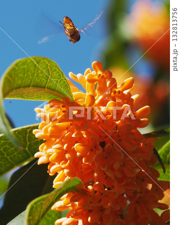 満開のキンモクセイの花に飛んできたホソヒラタアブ（秋空と金木犀と黄腰花虻） 132813756