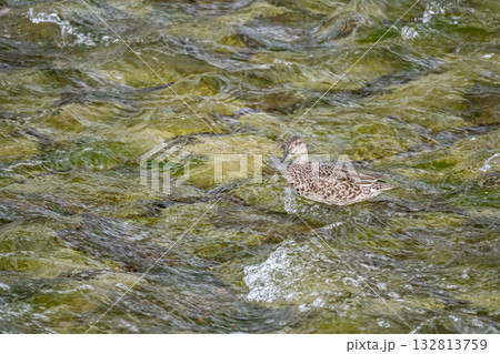 コガモ(メス) 京都市鴨川 コガモ(メス) 京都市鴨川 132813759