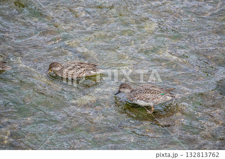 コガモ（メス）　京都市鴨川 132813762