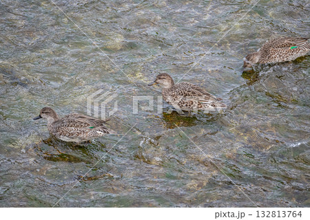 コガモ（メス）　京都市鴨川 132813764