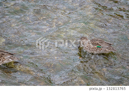川の中に顔を突っ込み採餌するコガモ（メス）　京都市鴨川 132813765