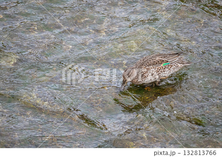 コガモ(メス) 京都市鴨川 コガモ(メス) 京都市鴨川 132813766