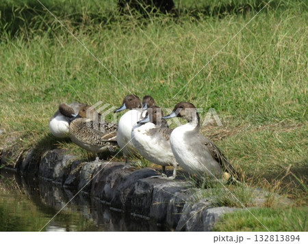 稲毛海浜公園に来た冬の渡り鳥オナガガモ 稲毛海浜公園に来た冬の渡り鳥オナガガモ 132813894