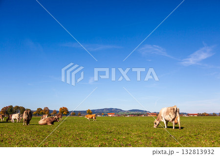 牧草地 放牧 放牧場 132813932