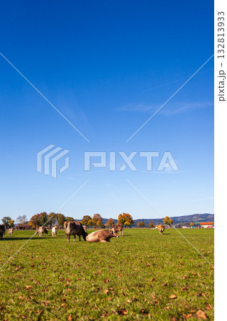 牧草地 放牧 放牧場 132813933