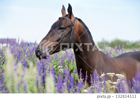 portrait of beautiful bay Akhalteke stallion posing in field around lilac flowers. cloudy day portrait of beautiful bay Akhalteke stallion posing in field around lilac flowers. cloudy day 132814111