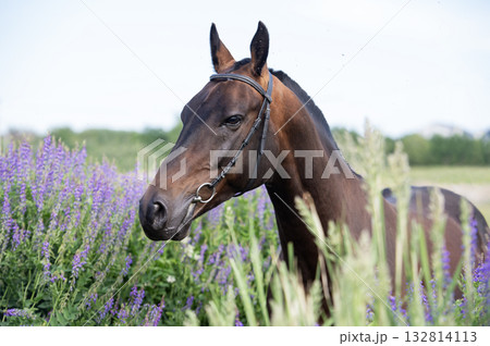 portrait of beautiful bay Akhalteke stallion posing in field around lilac flowers. cloudy day 132814113