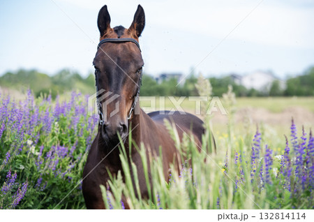 portrait of beautiful bay Akhalteke stallion posing in field around lilac flowers. cloudy day portrait of beautiful bay Akhalteke stallion posing in field around lilac flowers. cloudy day 132814114