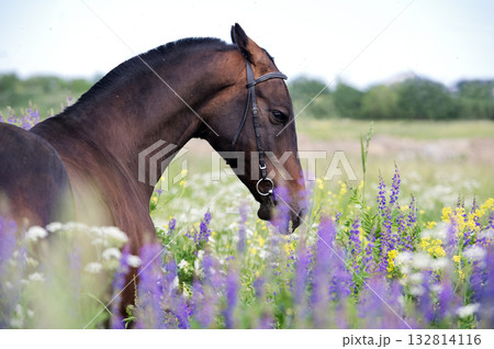 portrait of beautiful bay Akhalteke stallion posing in field around lilac flowers. cloudy day 132814116