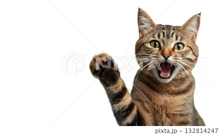 片手を上げて鳴いている猫 132814247