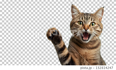 片手を上げて鳴いている猫 132814247