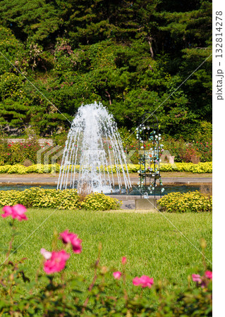 神戸市の須磨離宮公園にある噴水庭園の赤いバラ 神戸市の須磨離宮公園にある噴水庭園の赤いバラ 132814278