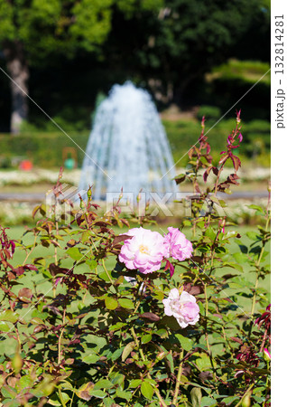 神戸市の須磨離宮公園にある噴水庭園のピンクのバラ 132814281