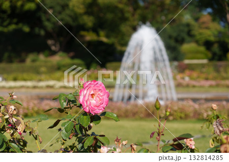 神戸市の須磨離宮公園にある噴水庭園のピンクのバラ 神戸市の須磨離宮公園にある噴水庭園のピンクのバラ 132814285