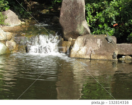 稲毛海浜公園の池に亀の家族 稲毛海浜公園の池に亀の家族 132814316